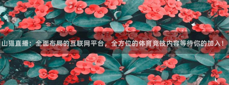 雨燕360nba直播：山猫直播：全面布局的互联网平台，全方位的体育竞技内容等待你的加入！
